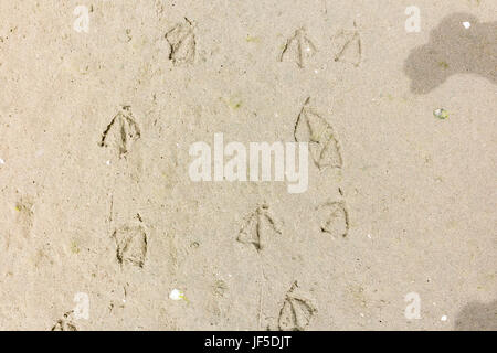 Trail of foot prints of walking seabirds with webbed feet in sand on beach, Netherlands Stock Photo