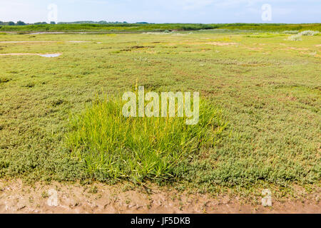 Coastal landscape of salt marsh with field of sea sandwort, Honckenya, and grass growing on mudflat, Netherlands Stock Photo