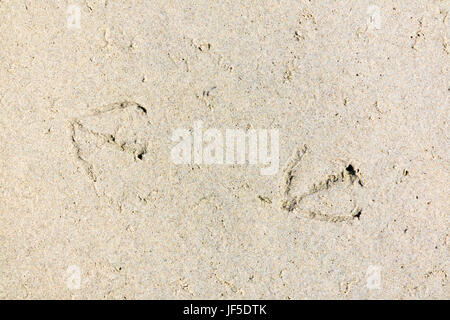Trail of foot prints of walking seabirds in sand on beach, Netherlands Stock Photo