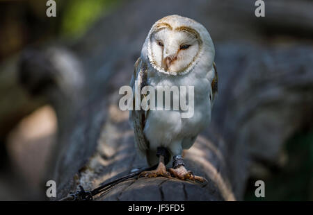 Tethered barn owl (Tyto alba) perching on a log, British Wildlife Centre, Newchapel, Lingfield, Surrey, UK Stock Photo