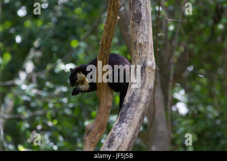 Black Giant Squirrel (Ratufa bicolor) in forest Thailand Stock Photo
