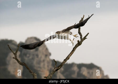 bonellis eagle female Stock Photo