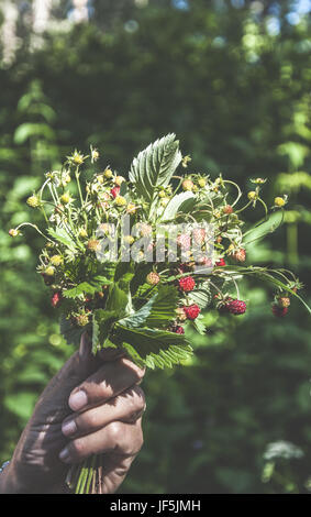 Hand hold picked wild strawberries Stock Photo