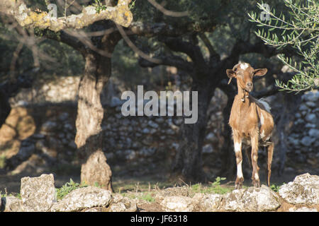 Tame goats among the olive trees Stock Photo