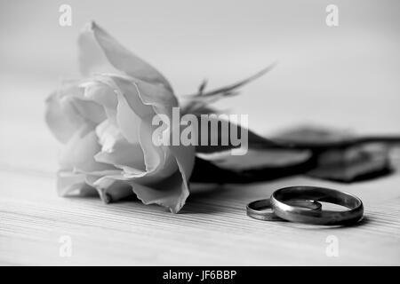 rose and wedding rings lie on a table Stock Photo