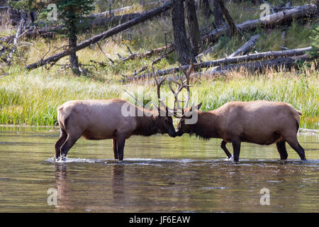 Struggling elk bulls 32 Stock Photo