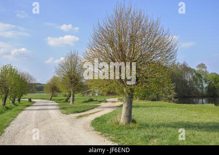 Tree-lined Avenue nearby Baiersdorf, Germany Stock Photo