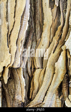 Closeup on the bark of a coastal redwood, Sequoia sempervirens- texture or background Stock Photo