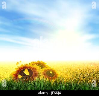 field, summer, summerly, flower, sunflower, plant, rainbow, landscape, scenery, Stock Vector