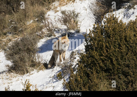 lurking fox Stock Photo