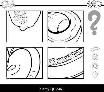 guess fruits coloring book Stock Photo