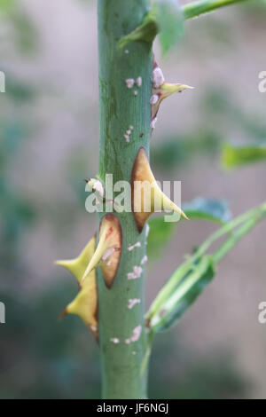 Close up on thorns for plant Stock Photo