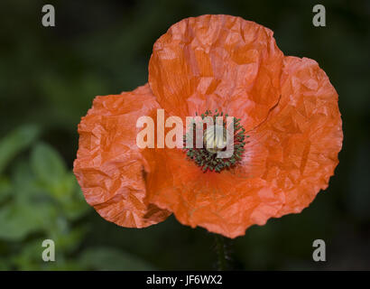 Corn poppy Papaver rhoeas Stock Photo