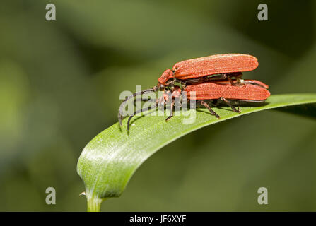 Red Net-winged  Beetle Dictyoptera aurora Stock Photo