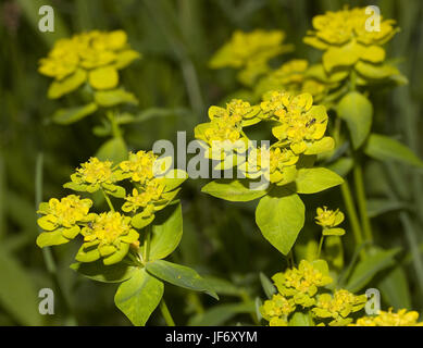 Wart spurge Euphorbia verrucosa