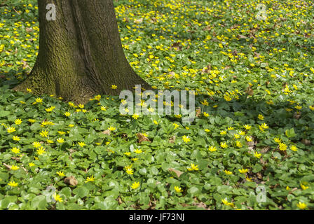 Blooming Celandine, Nuremberg, Bavaria Stock Photo