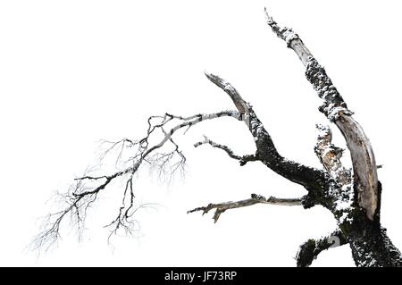 dead tree Stock Photo