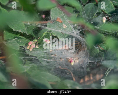 funnel-web spider, Agelena labyrinthica Stock Photo