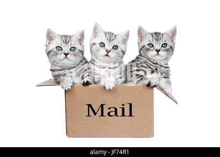 Young cats in cardboard box with word Mail Stock Photo