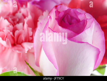 Background consists of pink roses and carnation Stock Photo