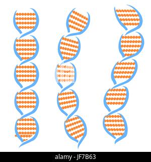 Structure of the DNA Molecules Isolated on White Background Stock Vector