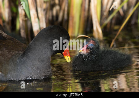 Common Moorhen (Gallinula chloropus) adult feeding its chick Stock Photo