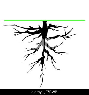 Old Tree Root Silhouette Isolated on White Background Stock Vector