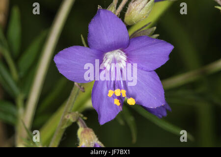 Jacob's-ladder (Polemonium caeruleum) flower Stock Photo
