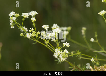 Heath Bedstraw (Galium saxatile) flowers Stock Photo