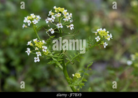 Water-cress (Rorippa nasturtium-aquaticum) flowers Stock Photo