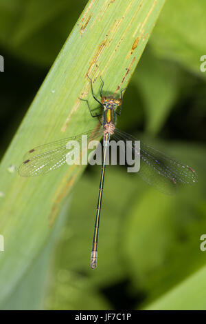 Emerald Damselfly - Lestes sponsa Stock Photo - Alamy
