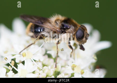 Bumblebee-mimic hoverfly (Cheilosia illustrata) feeding on Hogweed (Heracleum sphondylium) flowers Stock Photo
