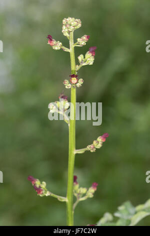 Water Figwort (Scrophularia auriculata) flower Stock Photo