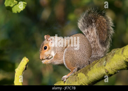 Eastern Grey Squirrel (Sciurus carolinensis) eating a seed while sitting on a branch Stock Photo