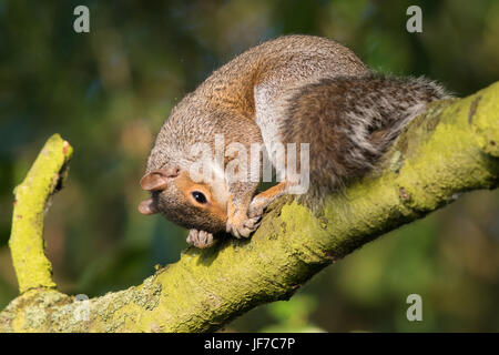 Eastern Grey Squirrel (Sciurus carolinensis) using a branch to scratch its nose Stock Photo