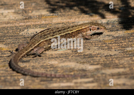 pregnant female Viviparous Lizard (Zootoca vivipara (formerly Lacerta vivipara)) on a wooden boardwalk
