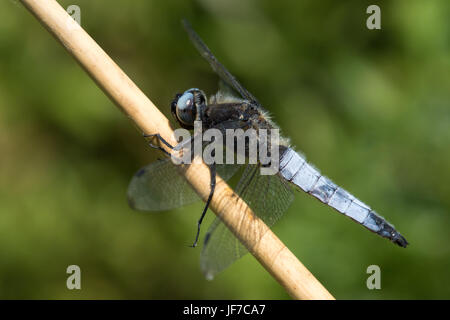 male Scarce Chaser (Libellula fulva) dragonfly perched on a dead plant stem Stock Photo