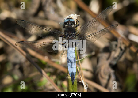 male Scarce Chaser (Libellula fulva) dragonfly perched on a dead plant stem Stock Photo