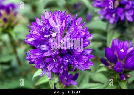 Blue Campanula glomerata ' Superba ' close up flower - Clustered bellflower, Danes blood Stock Photo