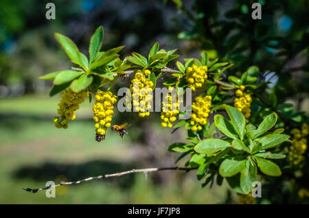 Branch of yellow flowers of barberries Ilicifolia on bush a blossoming barberry Stock Photo