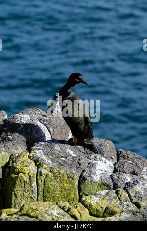 Cormorant on the Isle of May, Firth of Forth, Scotland Stock Photo