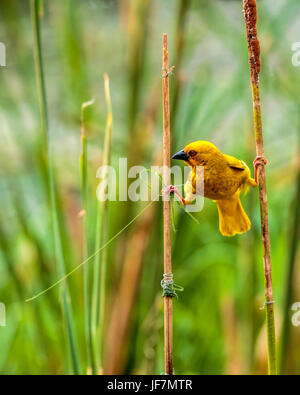Male Eastern Golden Weaver bird (Ploceus subaureus) starting the construction of his nest. Perched astride two reeds. Bonamanzi - South Africa. Stock Photo