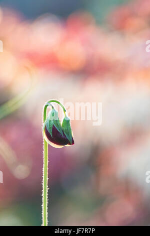 Lathyrus odoratus. Unopened sweet pea flower in the early morning sunlight. UK Stock Photo