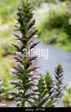 Close up of the spiky flower spike of bear's breeches, Acanthus spinosus