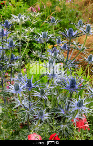 Massed blue flower heads of the summer flowering sea holly, Eryngium x zabelii 'Big Blue' Stock Photo