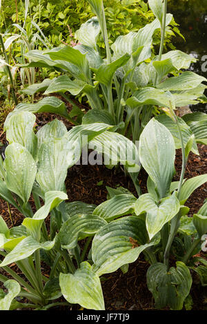 Broad, large leaved grey-green foliage of the deciduous perennial, Hosta 'Krossa Regal' Stock Photo