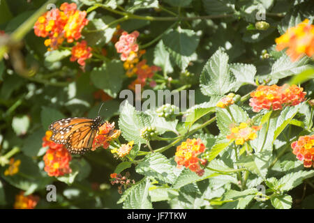 Monarch butterfly feeding on lantana camara flowers Stock Photo
