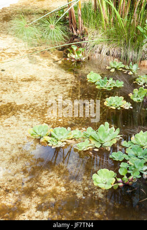 Water lettuce or water cabagge (Pistia stratiotes) floating in a pond Stock Photo