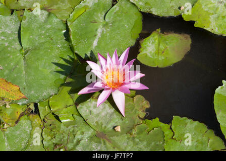 Pink water lily floating in a pond. Lotus flower, nymphaea Stock Photo
