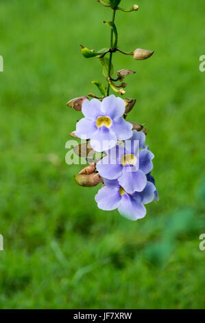 three purple flowers hanging Stock Photo